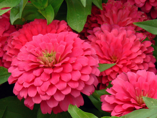 423310 (a): :1600x1200